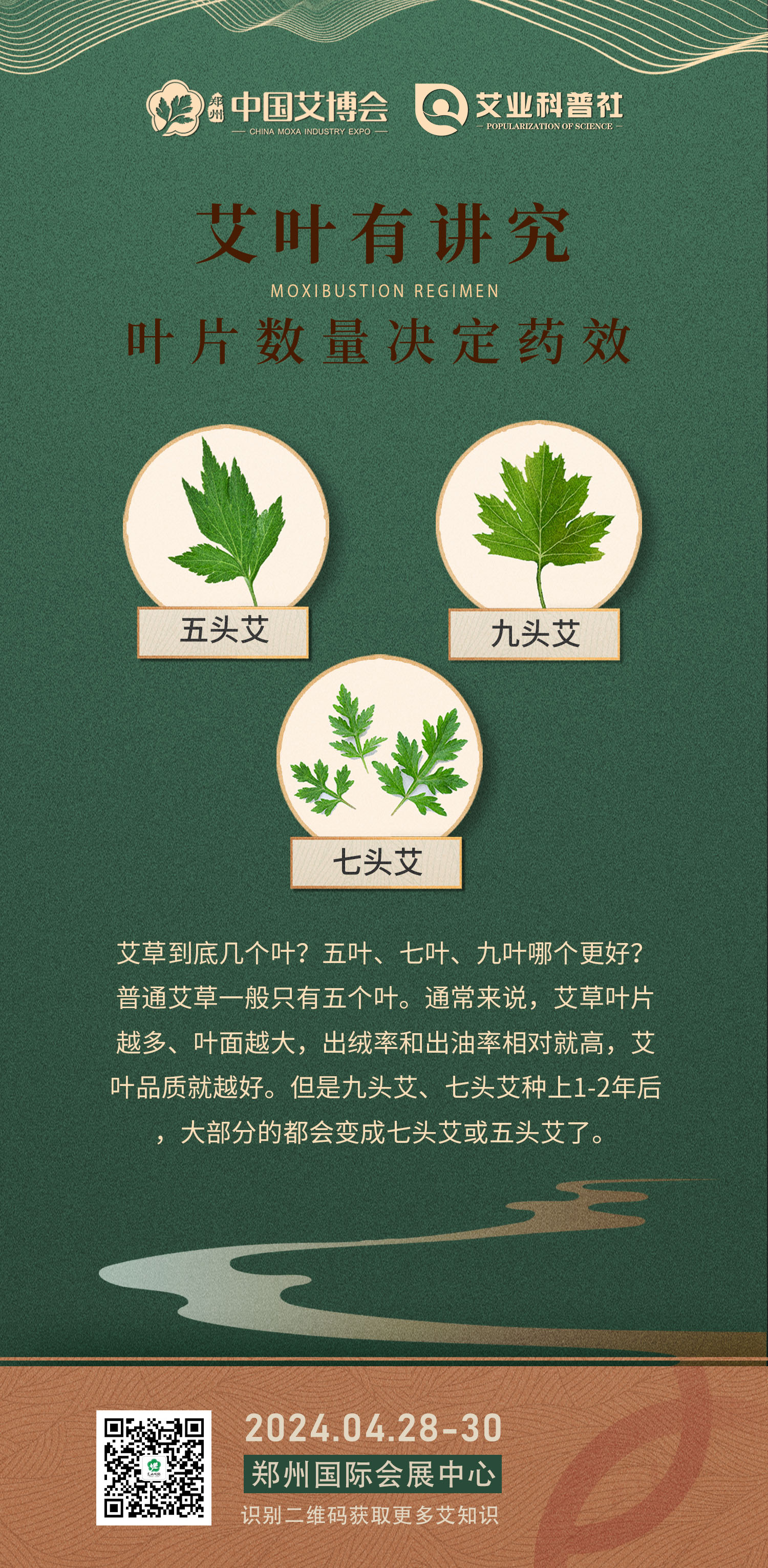 艾草到底几个叶？(小）.jpg